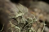 Usnea florida