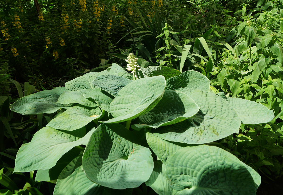 Изображение особи Hosta sieboldiana.