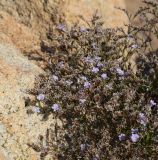 genus Limonium. Верхушка цветущего растения. Испания, автономное сообщество Каталония, провинция Жирона, комарка Баш-Эмпорда, муниципалитет Бегур, бухта Aiguablava, обнажения лейкогранита на абразионной береговой террасе. 25.09.2019.