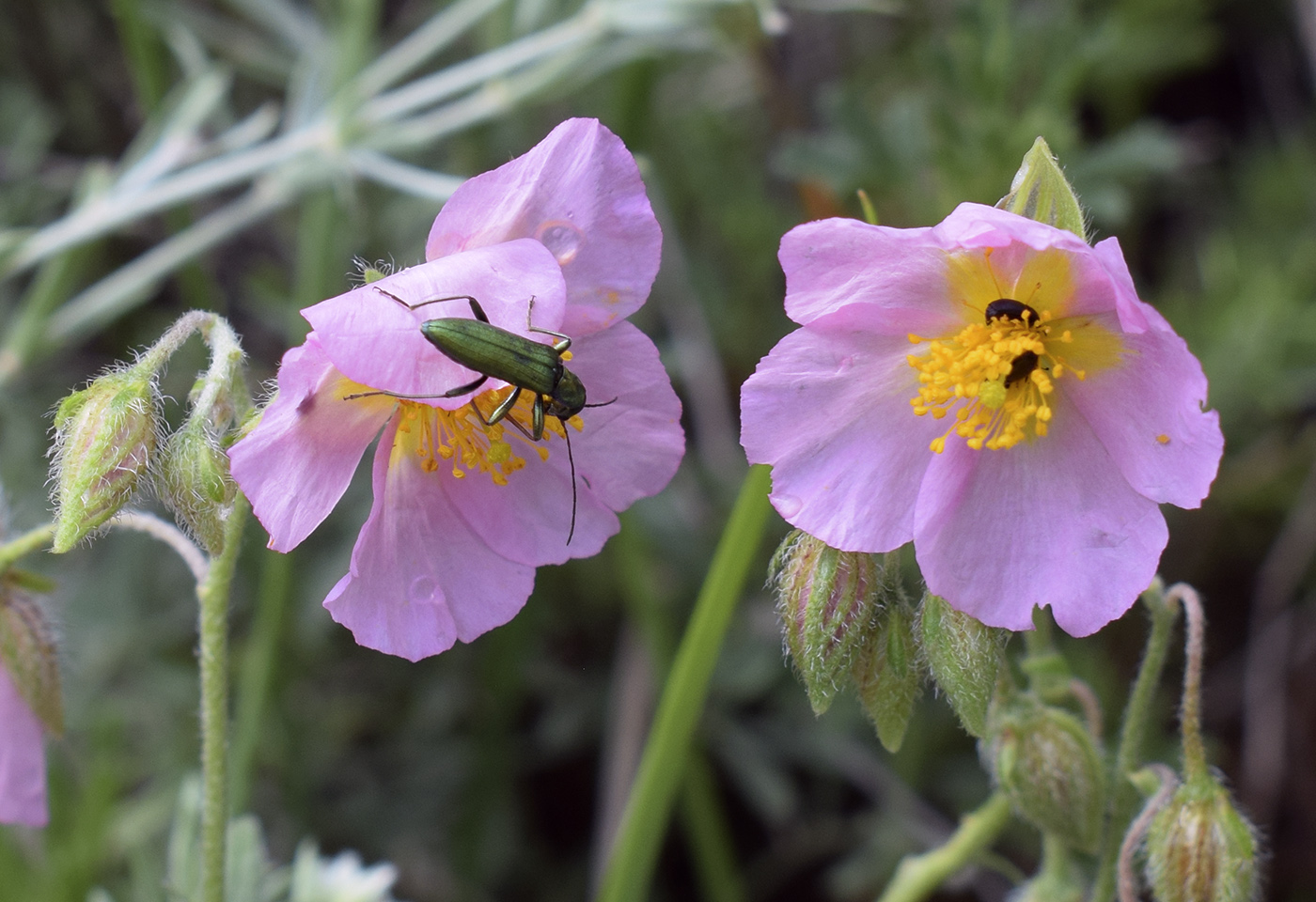 Image of Helianthemum apenninum specimen.