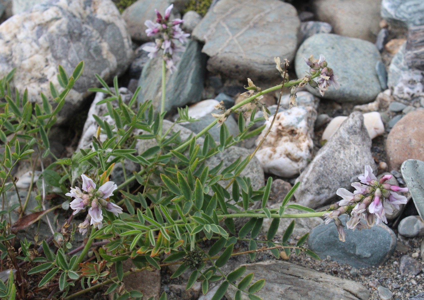 Image of Astragalus gorodkovii specimen.