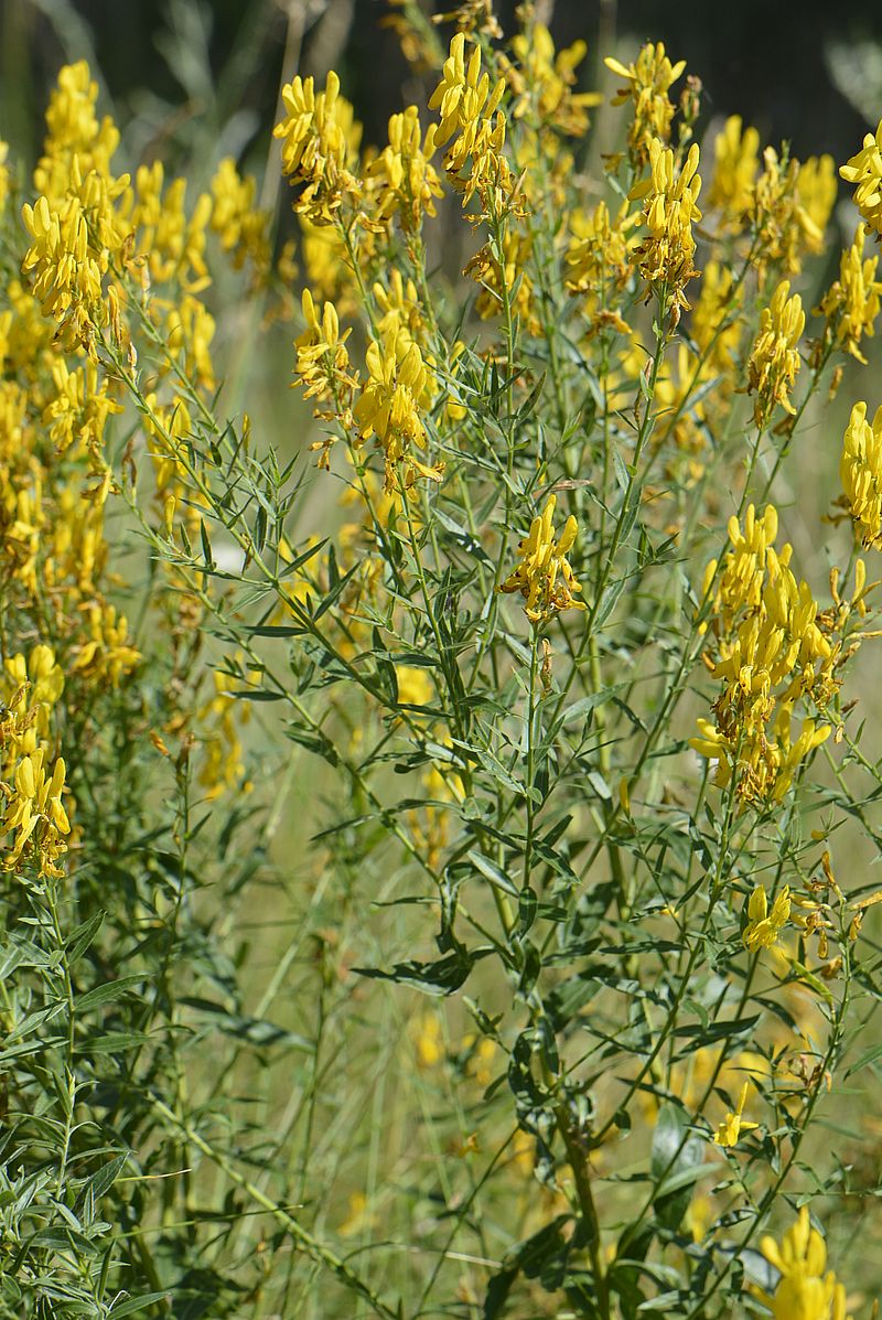 Image of Genista tinctoria specimen.