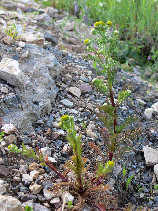 Image of Matricaria discoidea specimen.