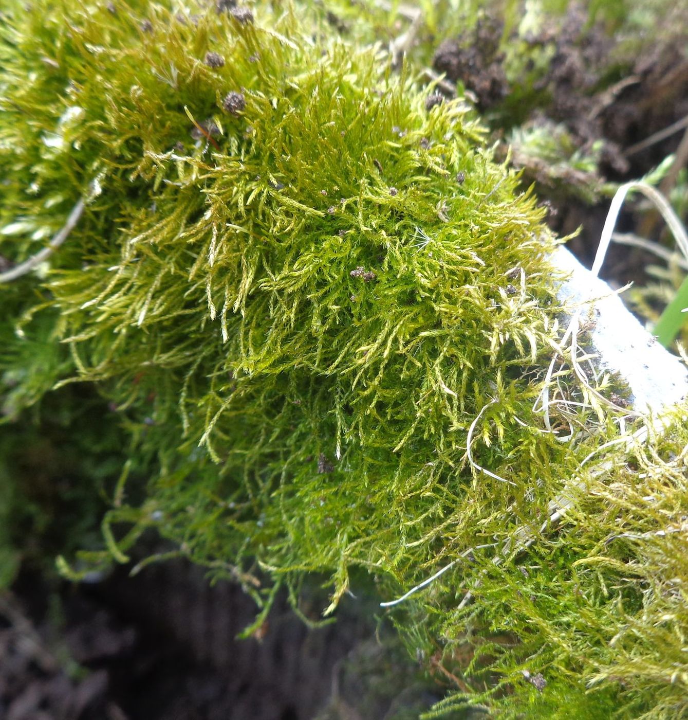 Image of familia Brachytheciaceae specimen.