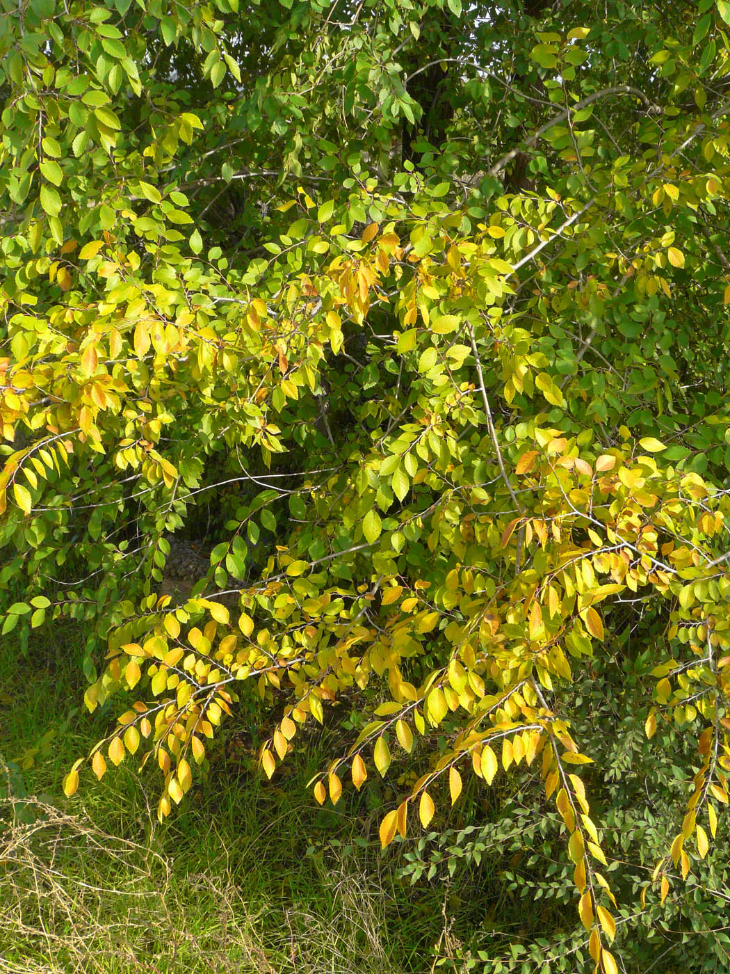 Изображение особи Ulmus pumila.