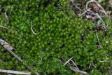 genus Bryum