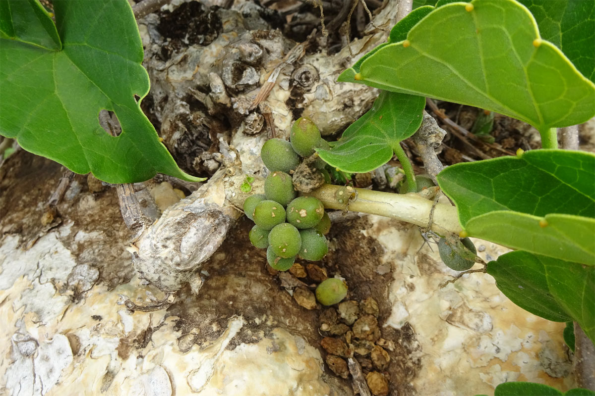 Изображение особи Pyrenacantha malvifolia.