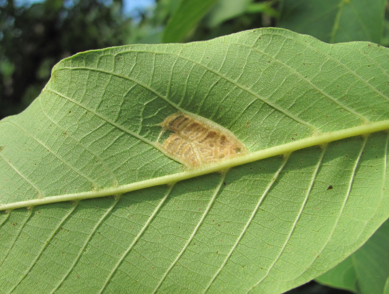 Image of Juglans regia specimen.