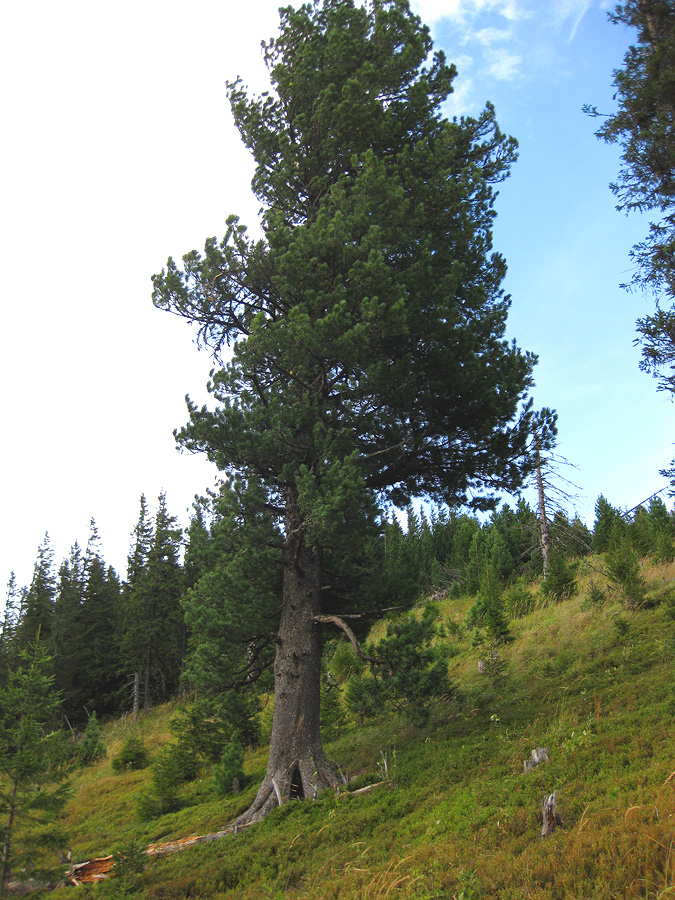 Image of Pinus cembra specimen.