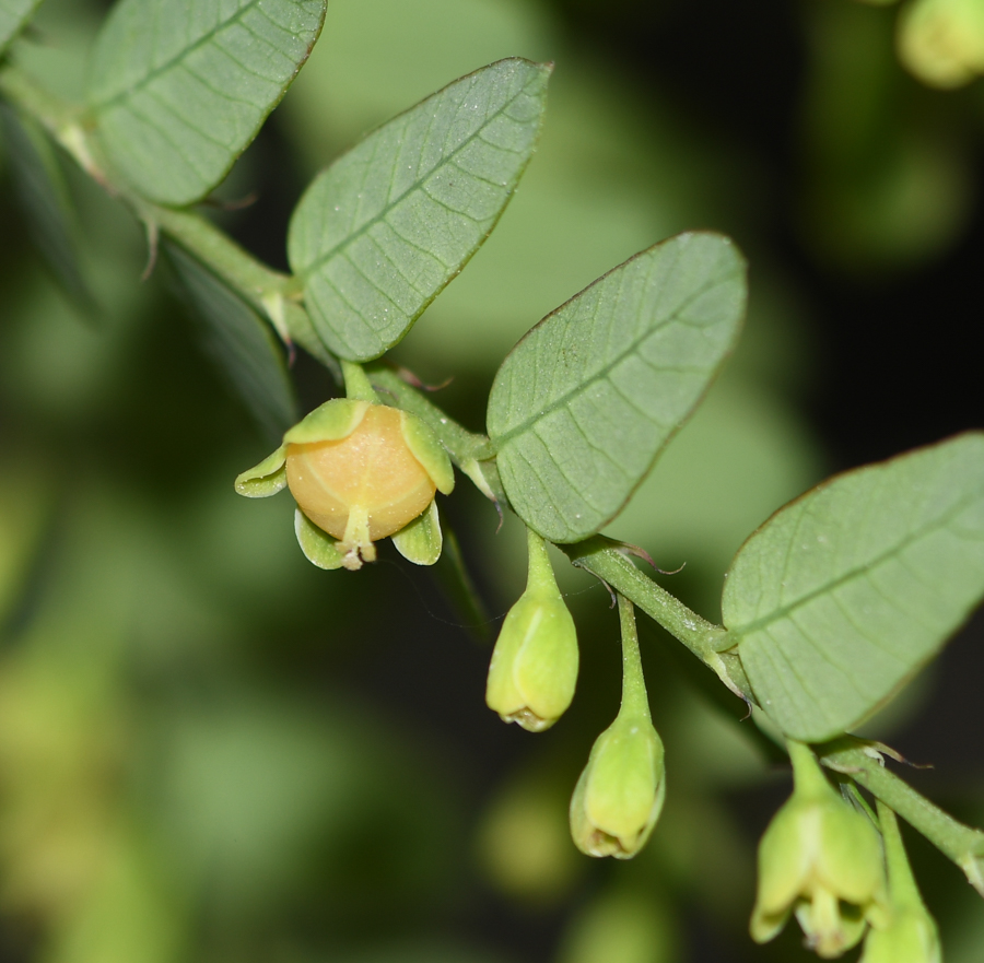 Image of Phyllanthus niruri specimen.