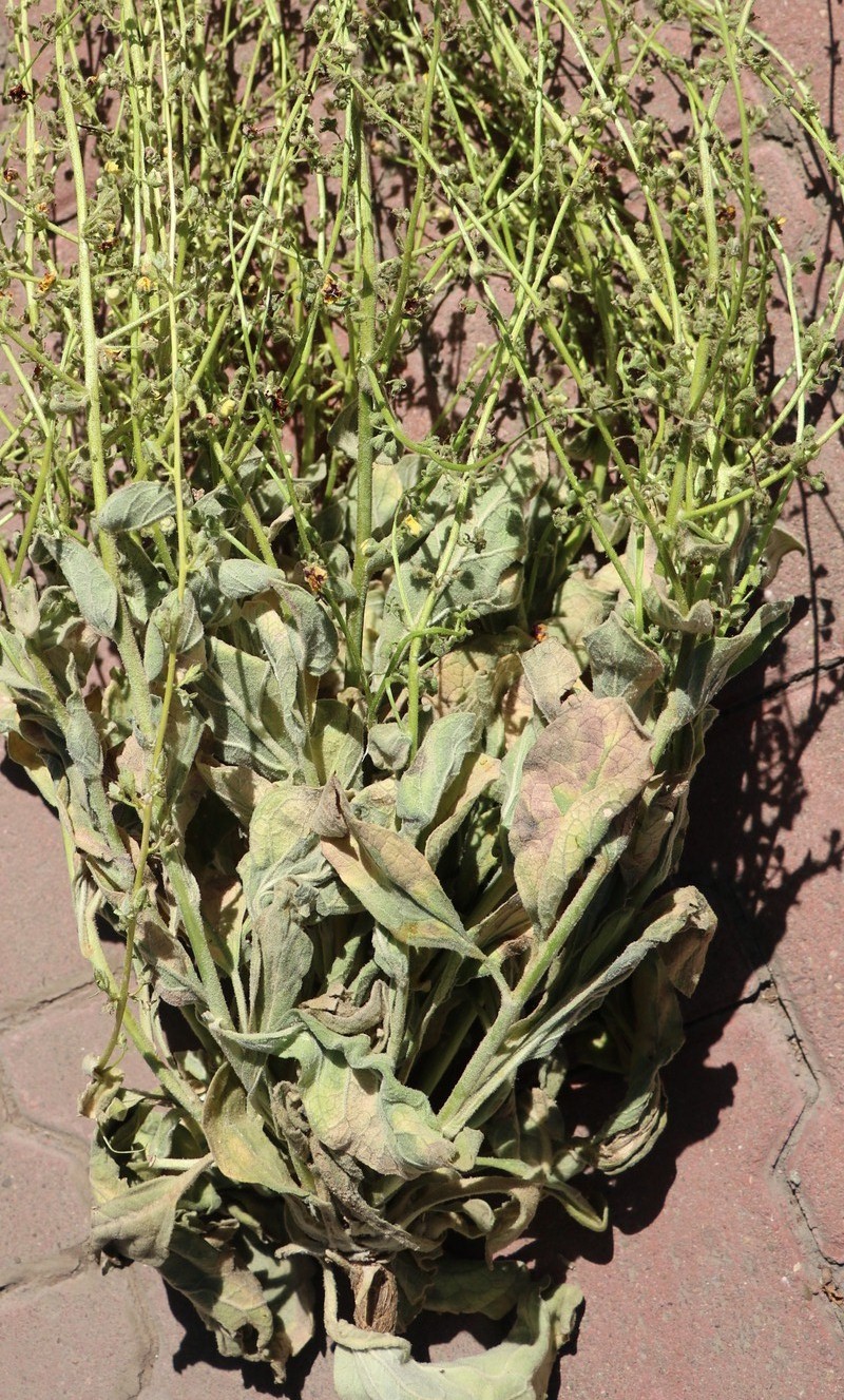 Image of Verbascum erivanicum specimen.