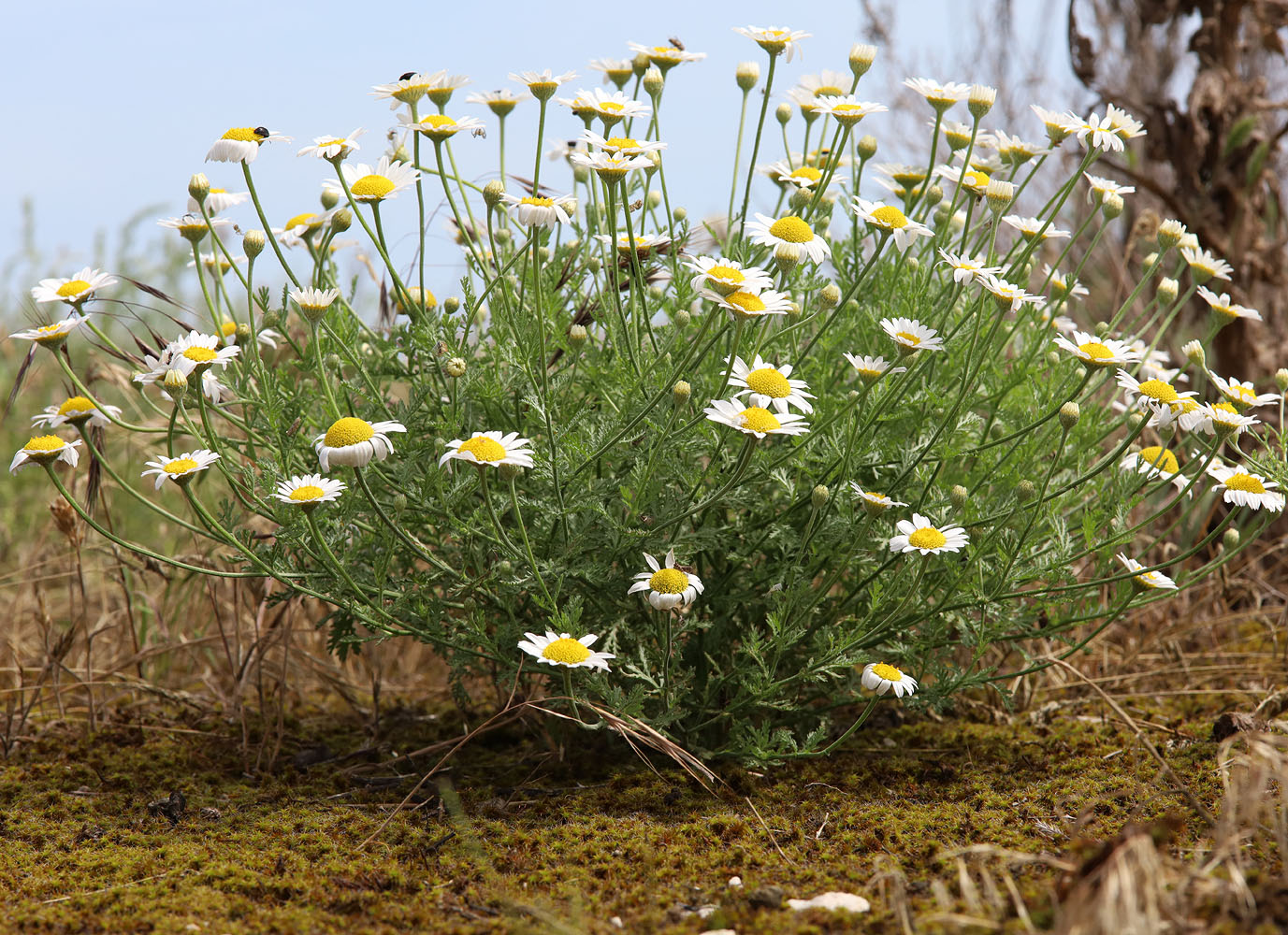 Image of Anthemis ruthenica specimen.