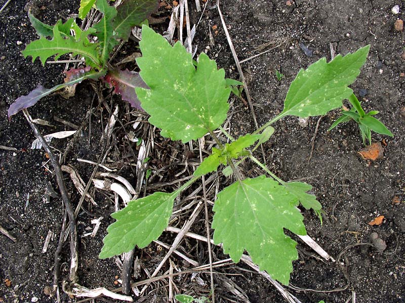 Image of Cyclachaena xanthiifolia specimen.