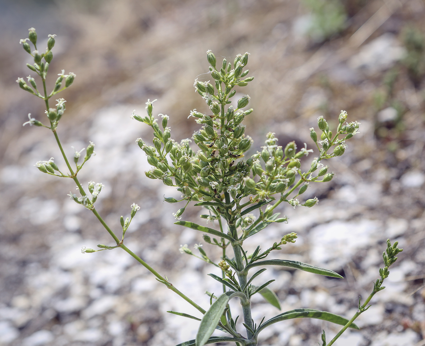 Image of Silene klokovii specimen.