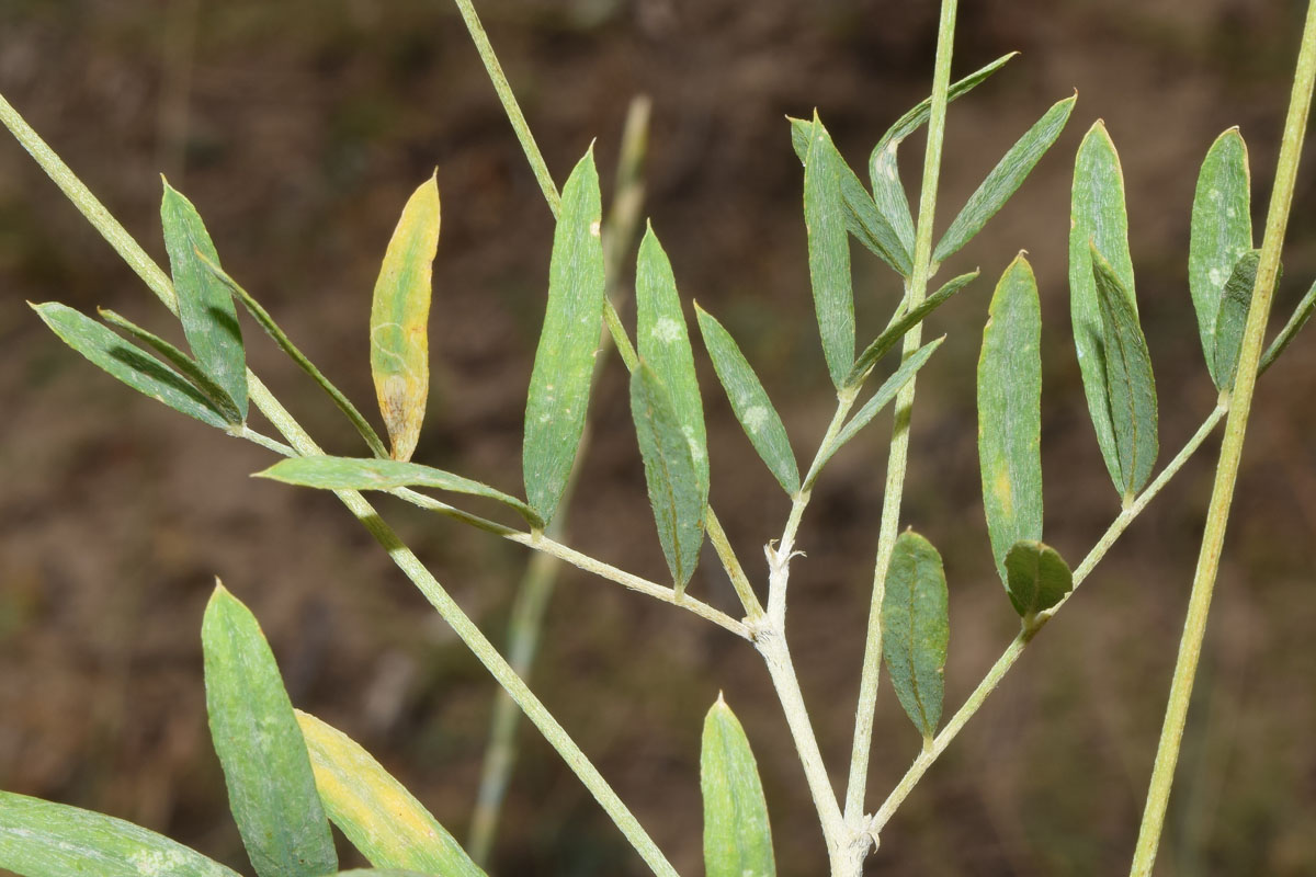 Image of Astragalus krauseanus specimen.