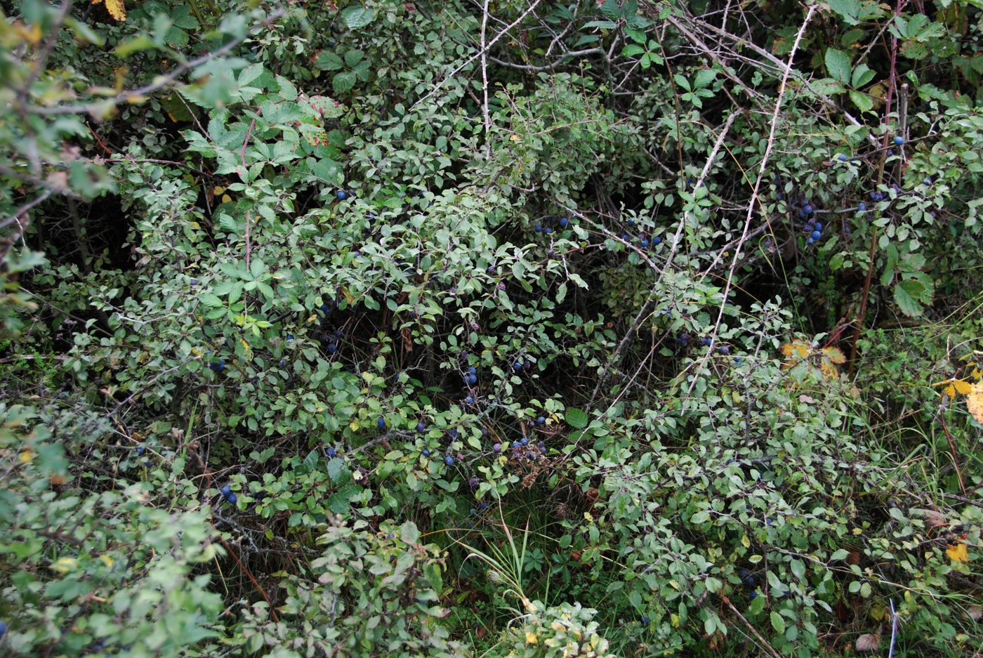 Image of Prunus spinosa specimen.