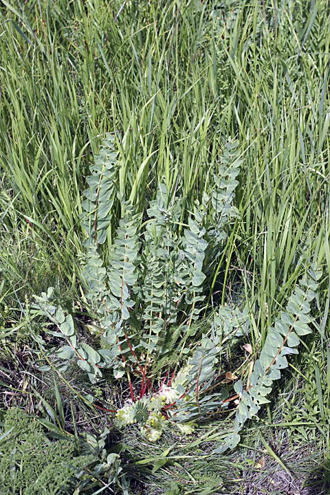 Изображение особи Astragalus subbarbellatus.