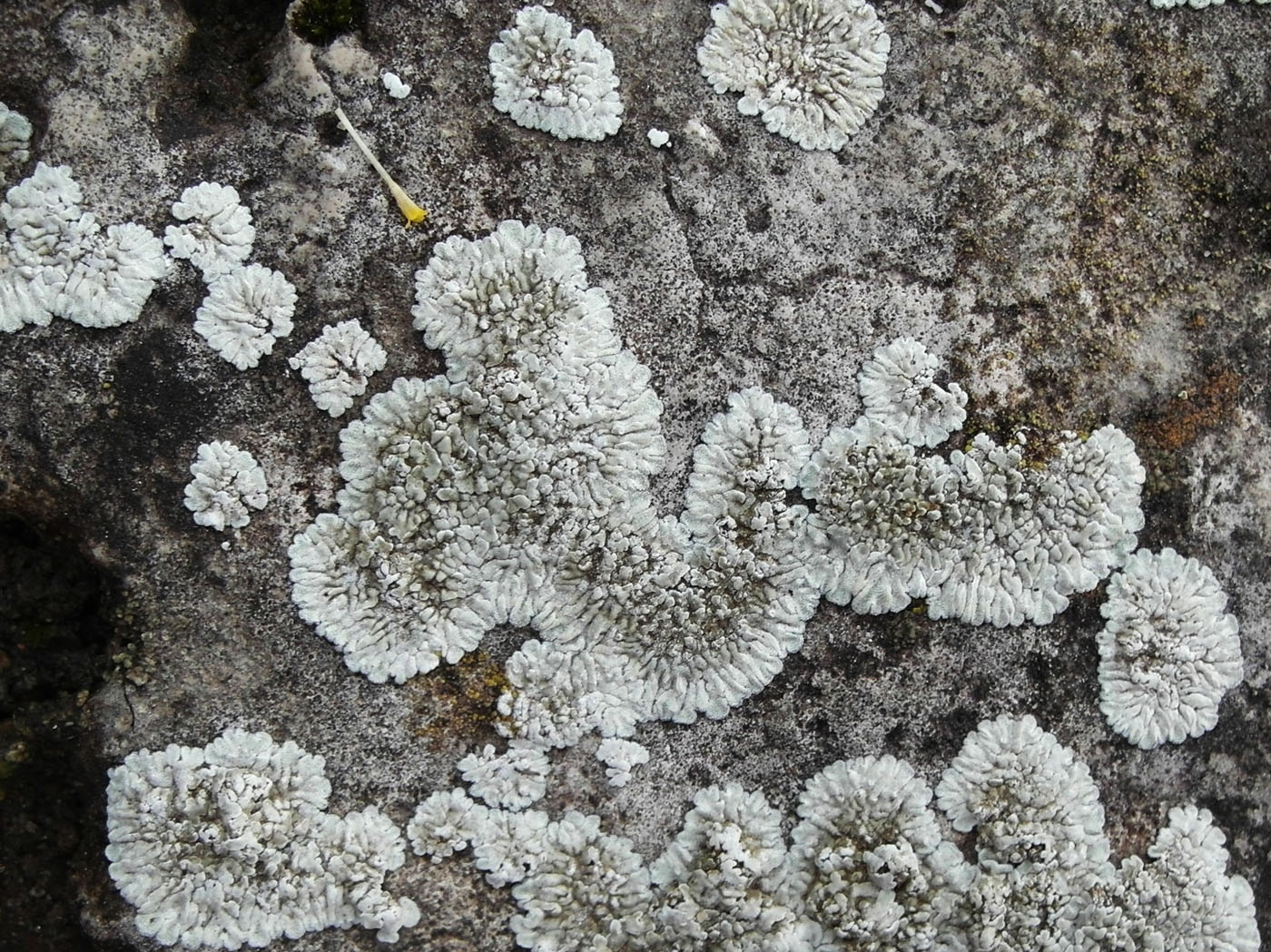 Image of Lecanora muralis specimen.