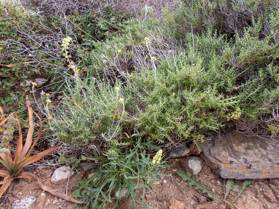 Изображение особи Reseda lutea.