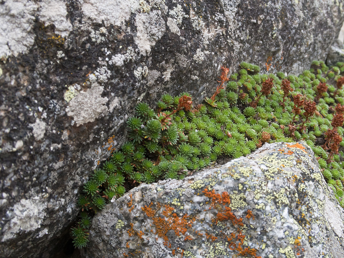 Image of Saxifraga caucasica specimen.