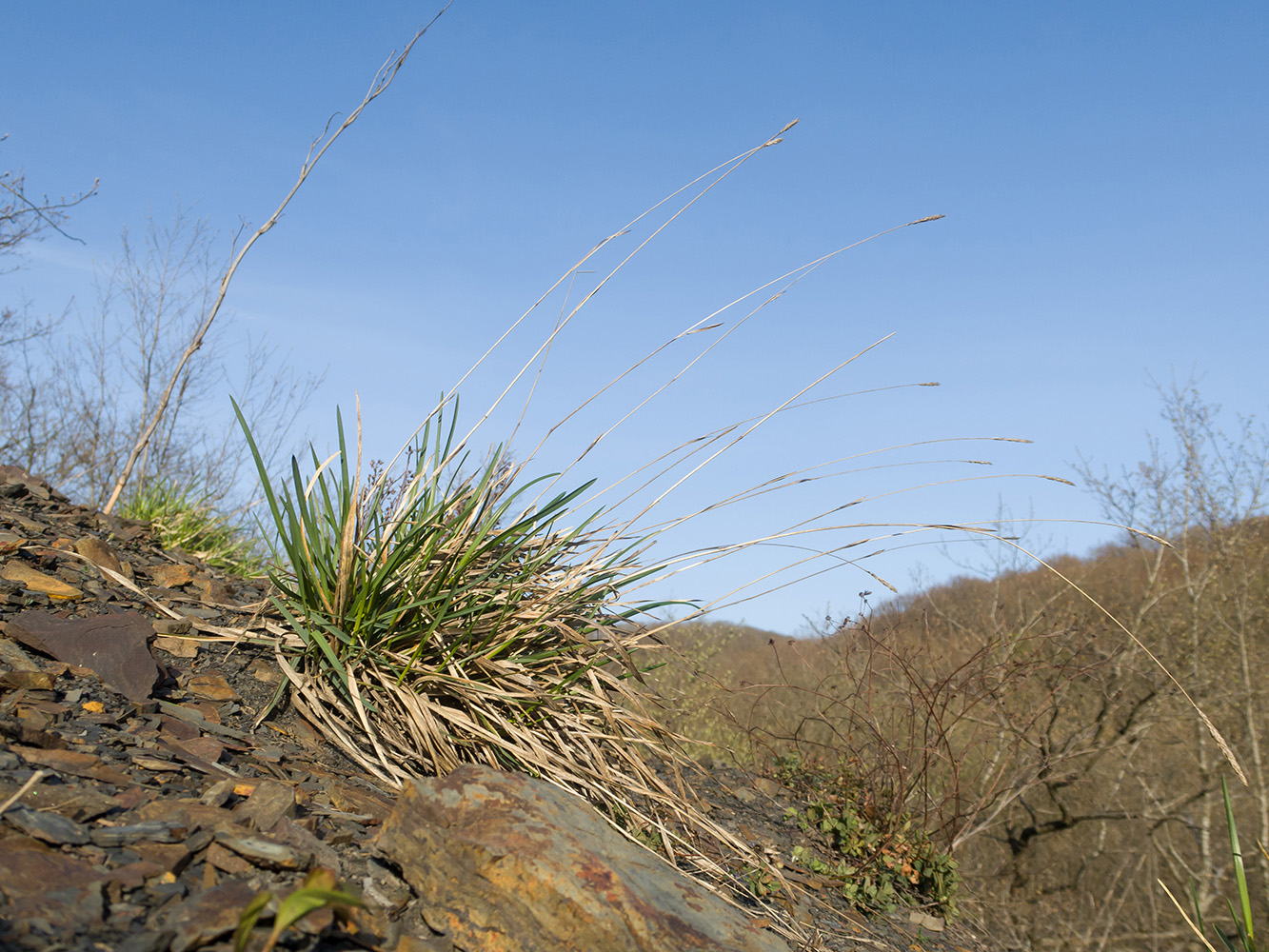 Image of Sesleria alba specimen.