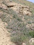 Amberboa glauca. Цветущие растения. Дагестан, Дербентский р-н, 4 км к западу от с. Музаим, долина р. Камышчай, остепнённый склон. 5 мая 2022 г.