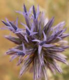 Echinops albotomentosus. Соцветие. Казахстан, Актюбинская обл., зимовка Таскора (по топооснове 200k - L40-05). 7 июля 2010 г.