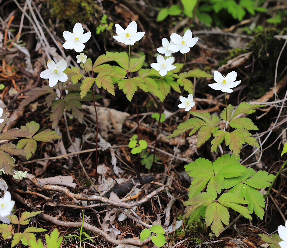 Изображение особи Anemone extremiorientalis.