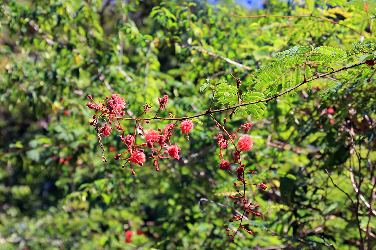 Image of familia Fabaceae specimen.