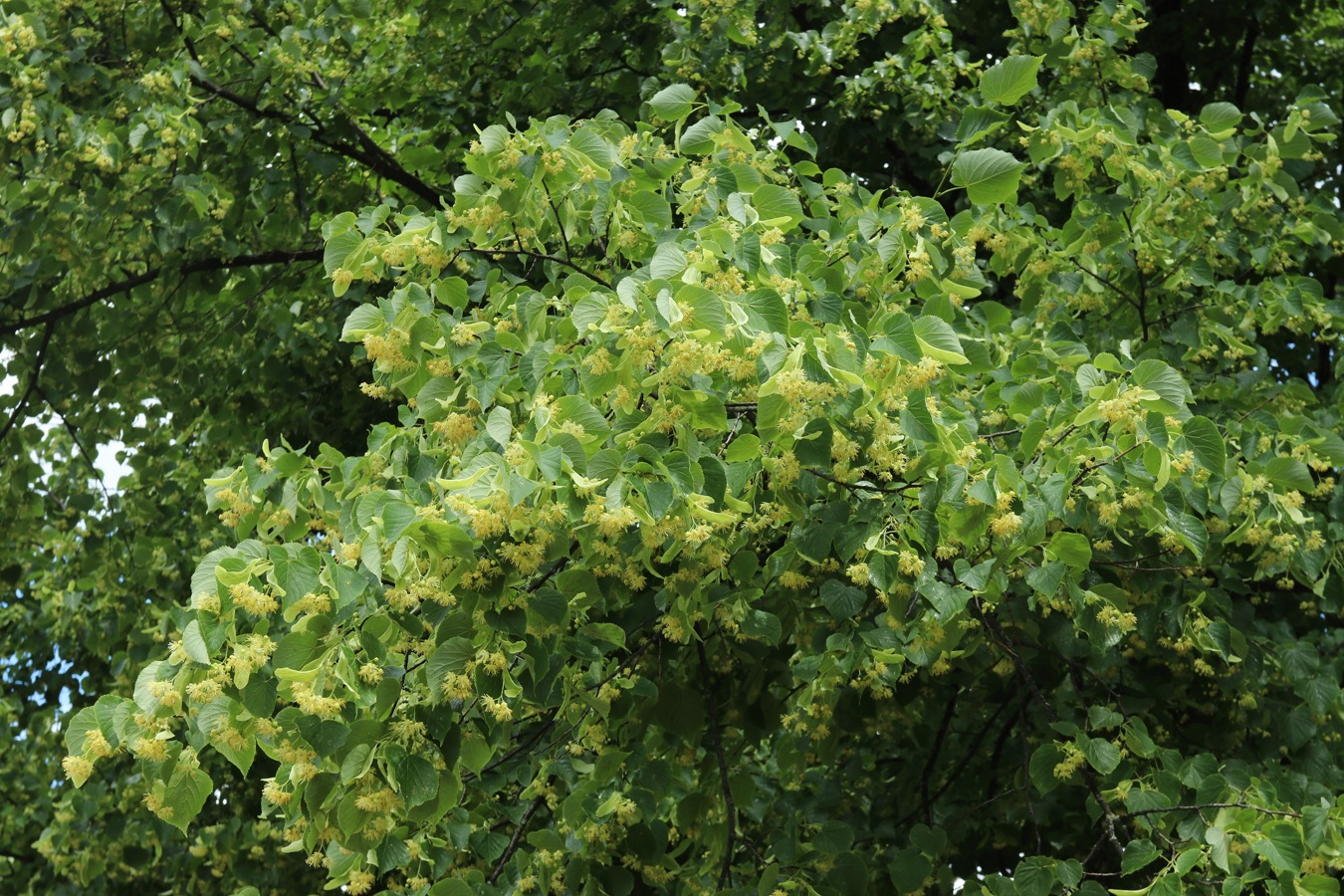 Image of Tilia cordata specimen.