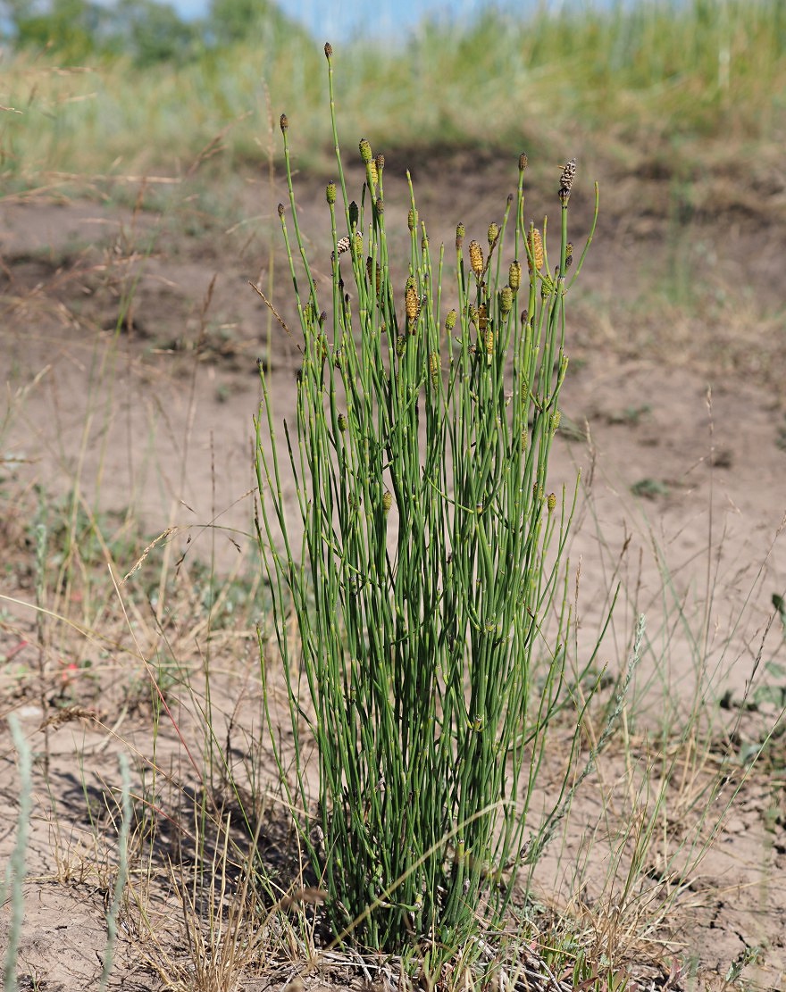 Image of Equisetum ramosissimum specimen.