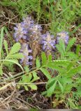 Orobanche coerulescens. Цветущие растения. Якутия, Мирнинский р-н, левый берег Вилюя, ниже Светлинской ГЭС. 17.07.2009.