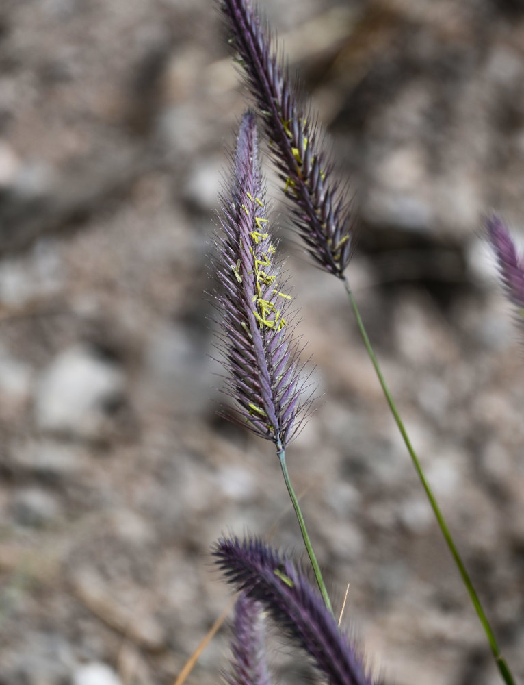 Image of Hordeum nevskianum specimen.