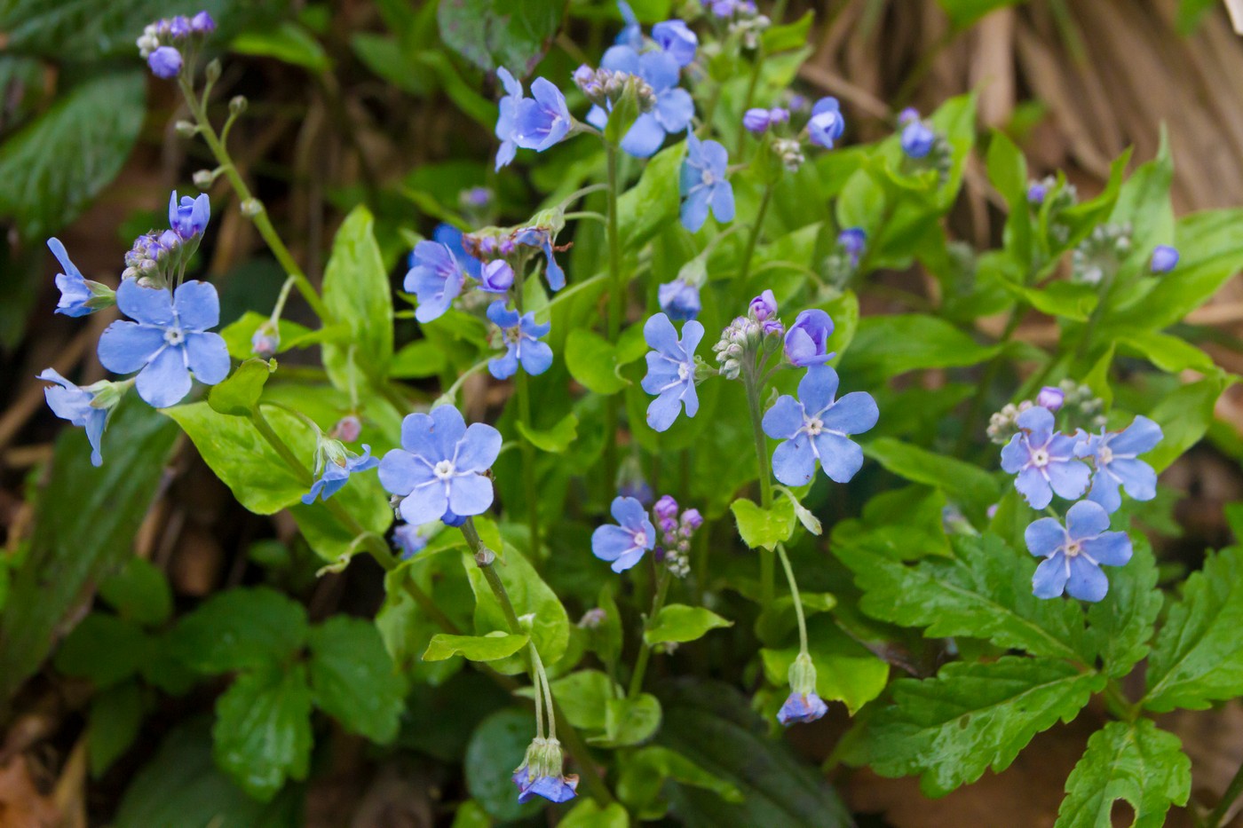 Image of Omphalodes cappadocica specimen.