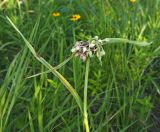 Tradescantia ohiensis