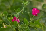 Lathyrus tuberosus. Верхушки побегов с цветами и бутонами. Ростовская обл., Неклиновский р-н, окр. хут. Мержаново, степной склон. 03.06.2018.