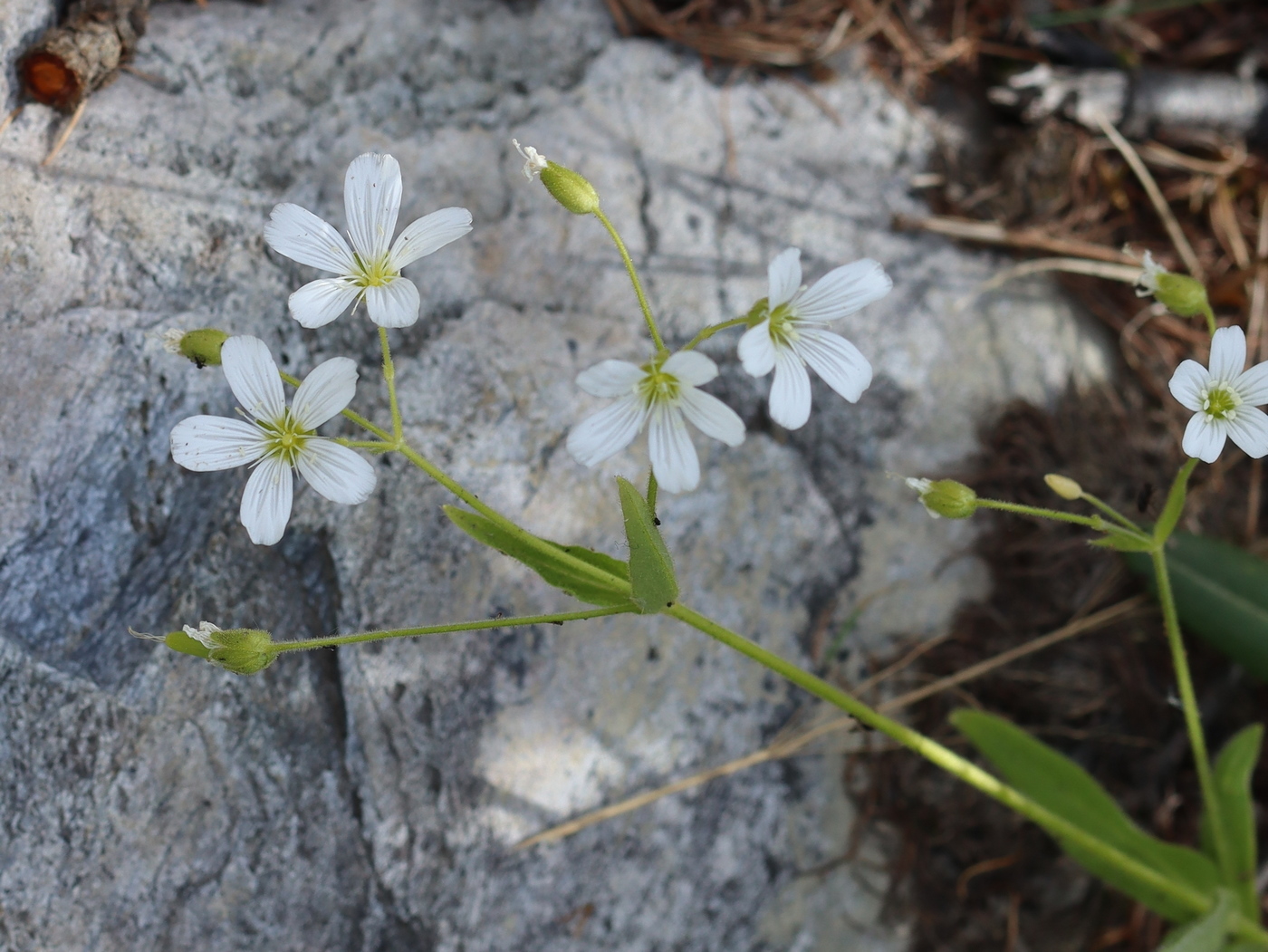 Image of Cerastium pauciflorum specimen.