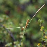 Carex rotundata