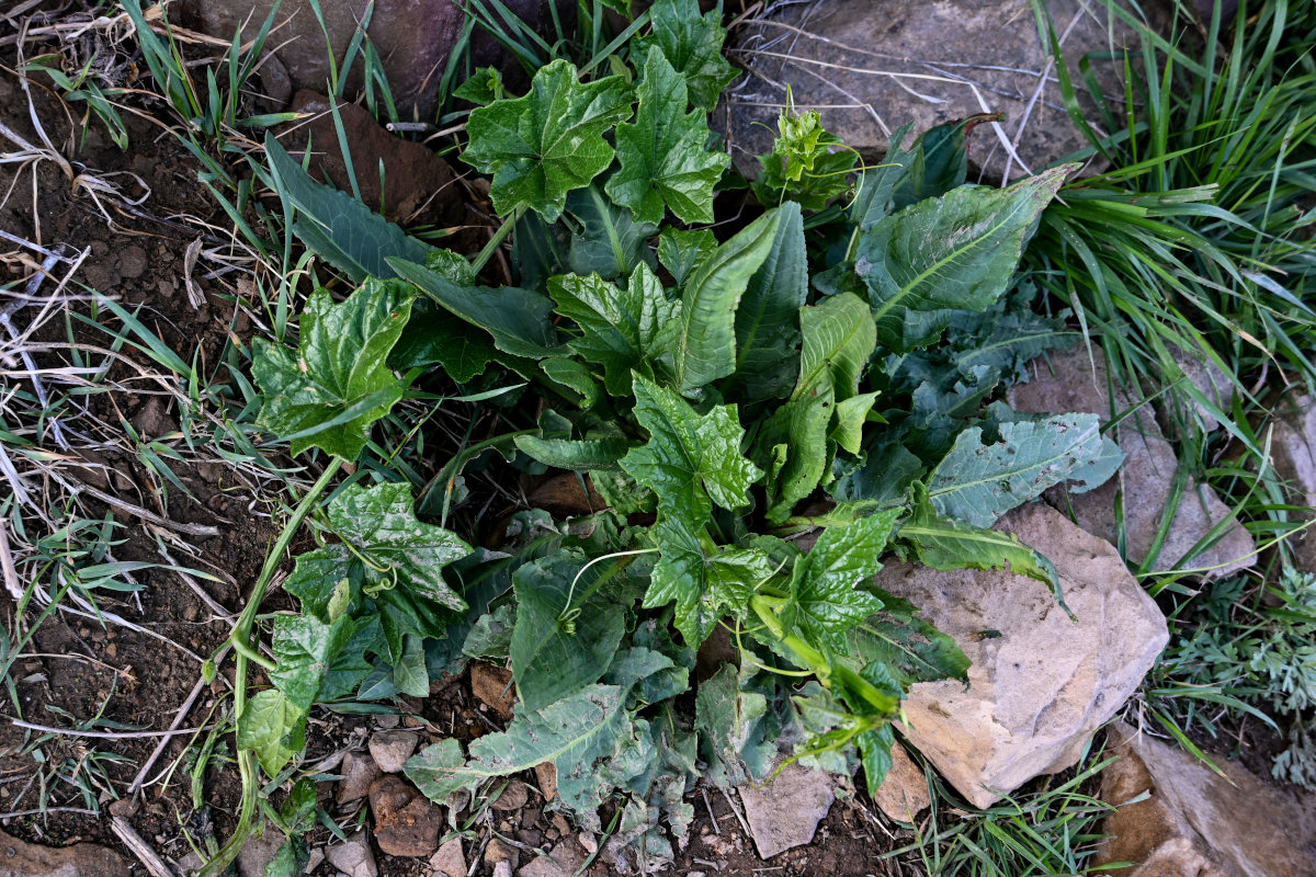 Image of Bryonia alba specimen.