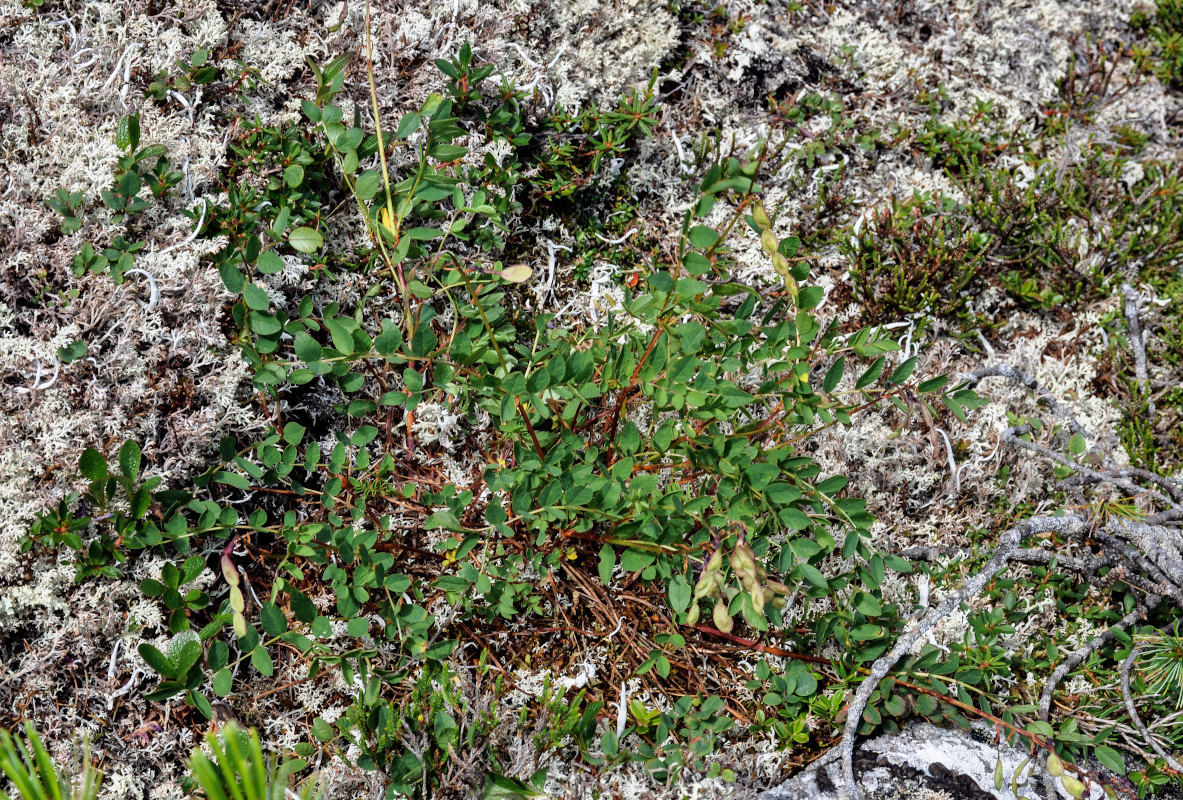 Изображение особи Hedysarum branthii.