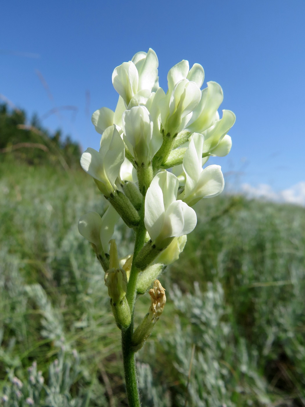 Изображение особи Oxytropis hippolyti.