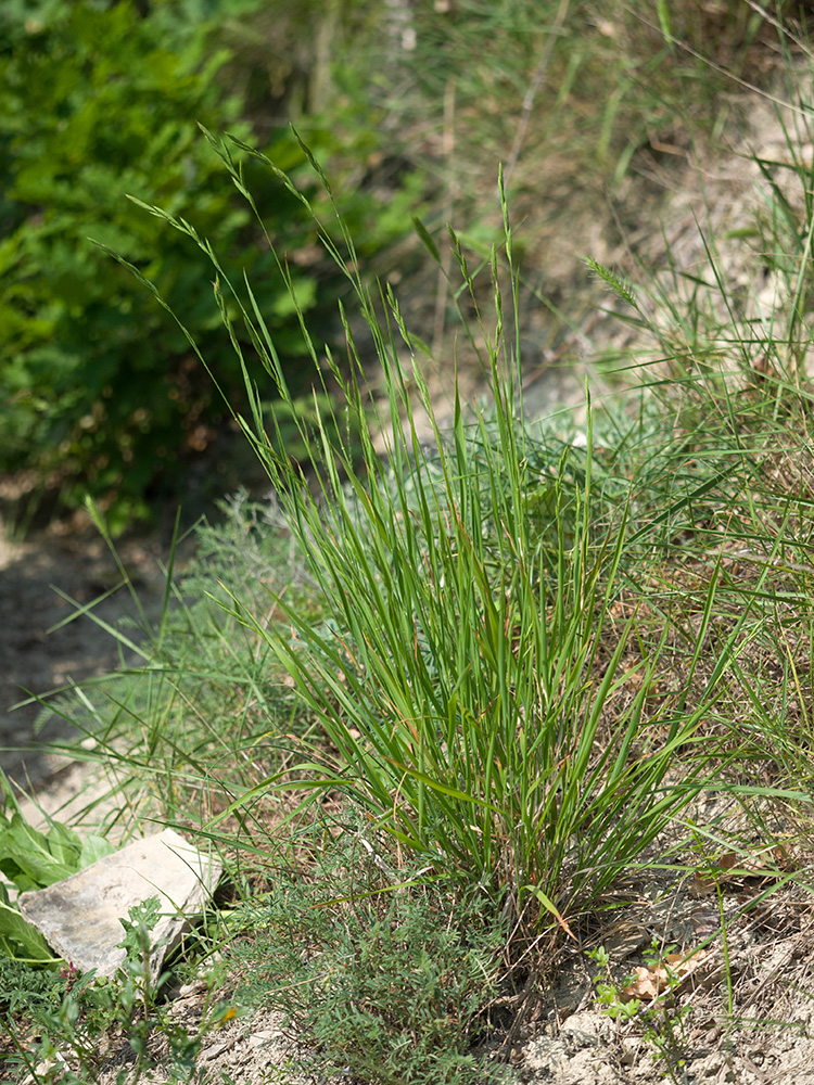 Изображение особи Brachypodium rupestre.