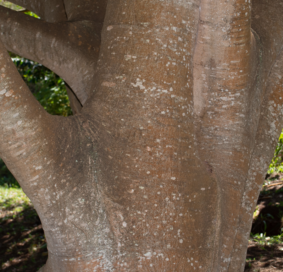 Image of Inga feuillei specimen.