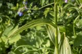 Смотреть изображение Veratrum lobelianum