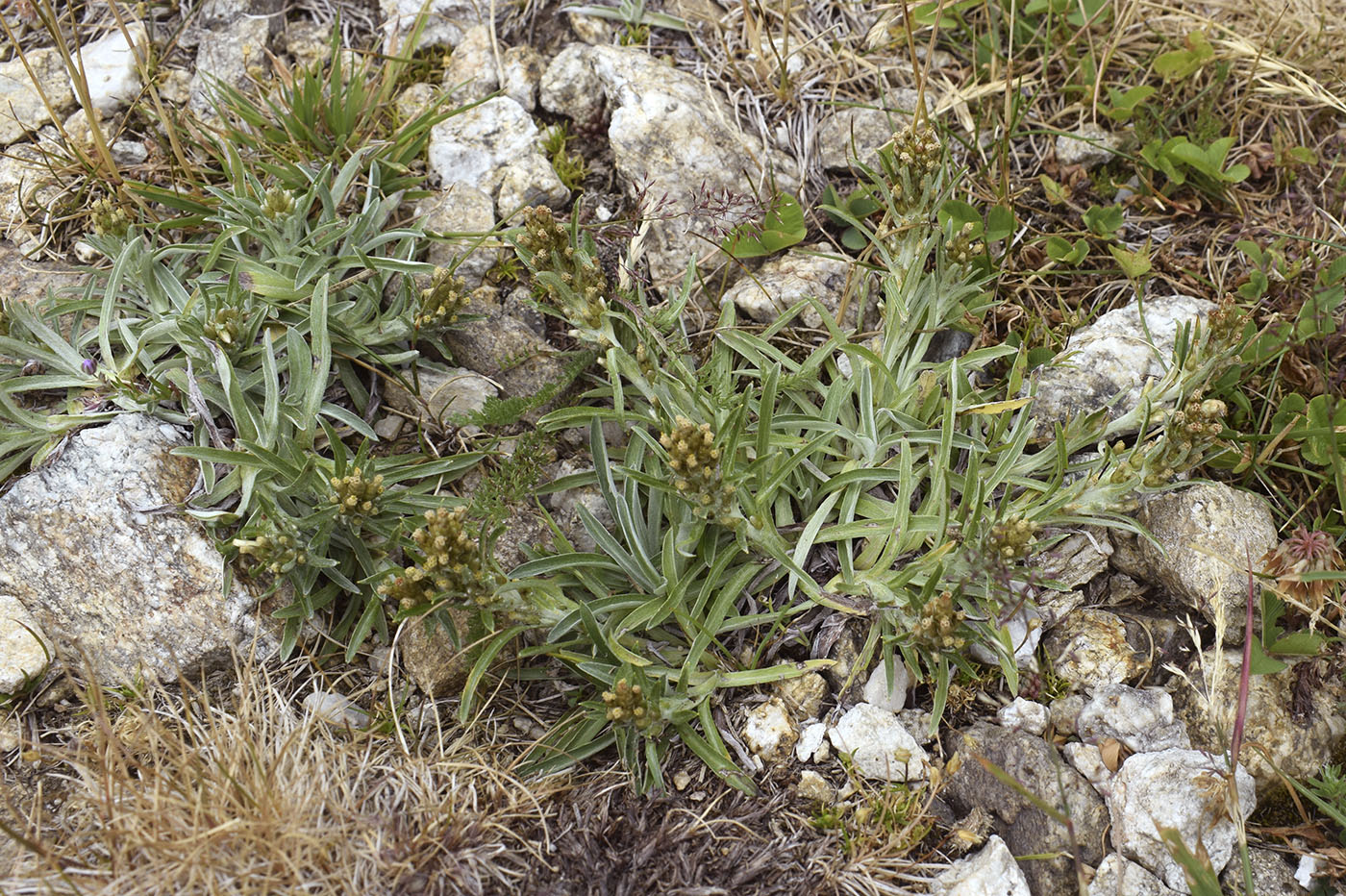 Image of Omalotheca supina specimen.