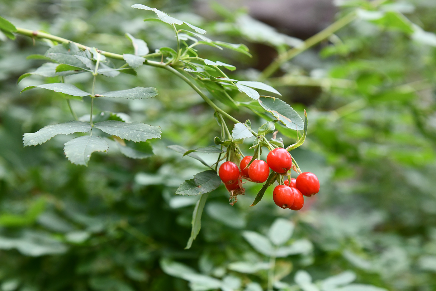 Image of Rosa beggeriana specimen.