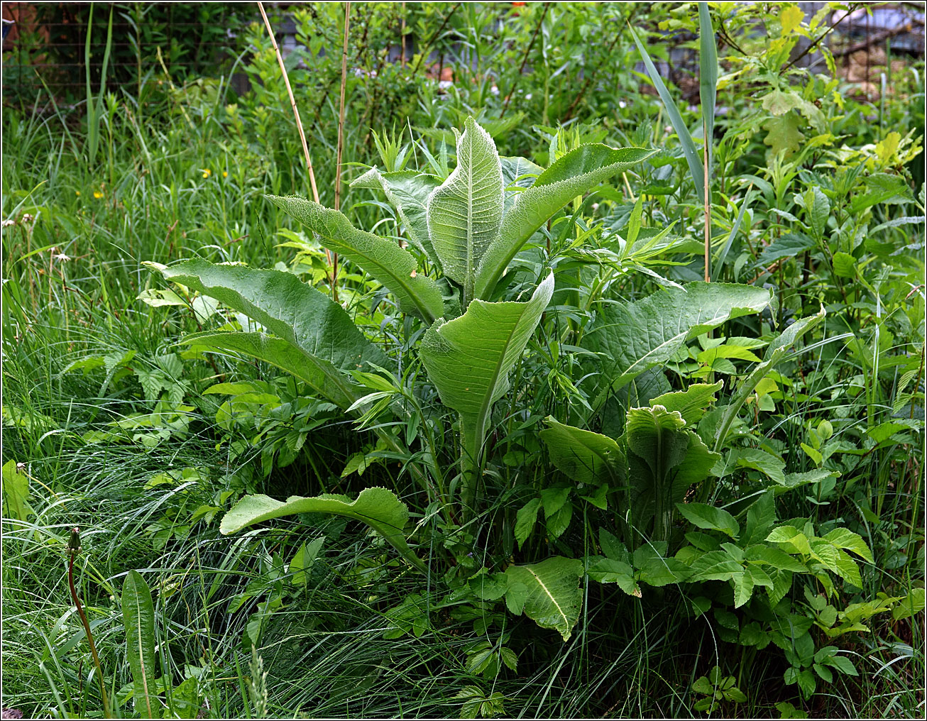 Изображение особи Inula helenium.