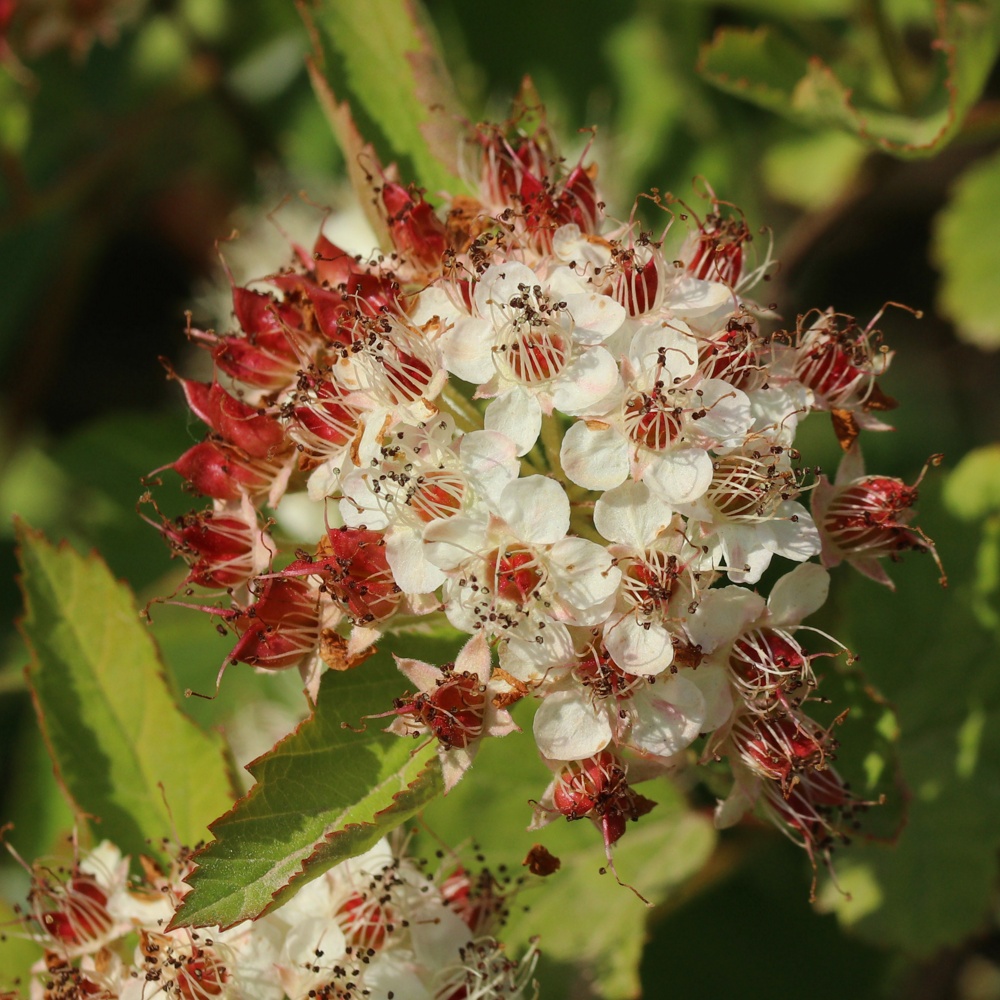 Image of Physocarpus opulifolius specimen.