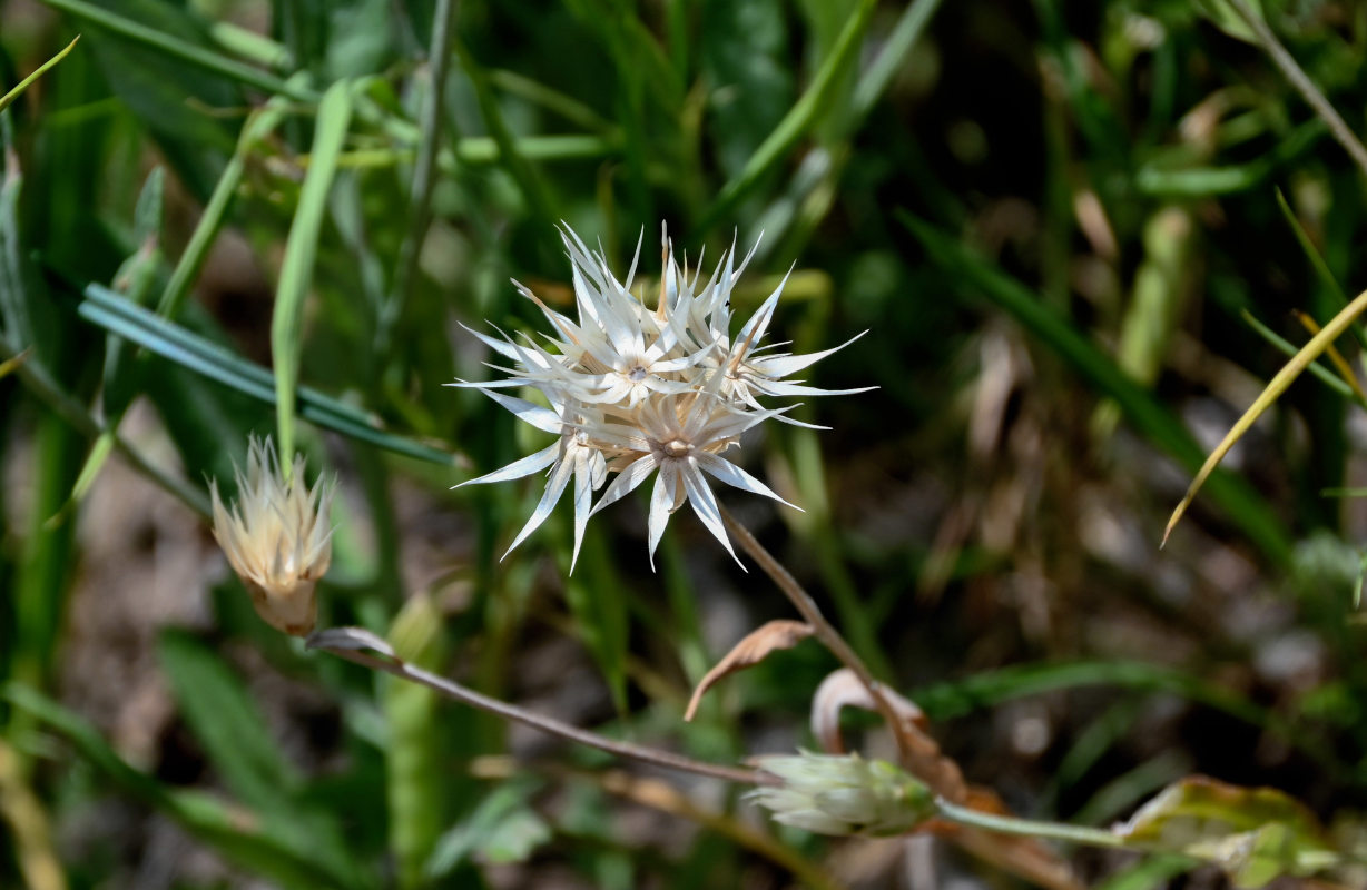 Image of Chardinia orientalis specimen.