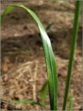 Calamagrostis arundinacea. Лист. Чувашия, окр. г. Шумерля, сосновый лес за пос. Палан. 24 июня 2010 г.